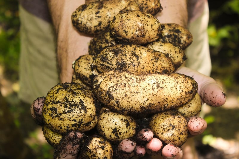Shared Harvesting
