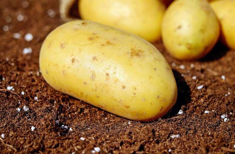 Soil Nutrition